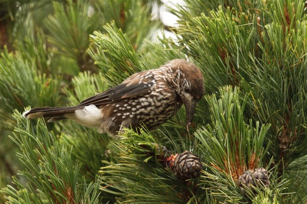 Spotted Nutcracker (Nucifraga caryocatactes) perched in a Swiss pine (Pinus cembra) tree, Bavaria,