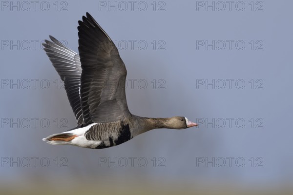 Greater White-fronted Goose (Anser albifrons) flying, North Rhine-Westphalia, Germany