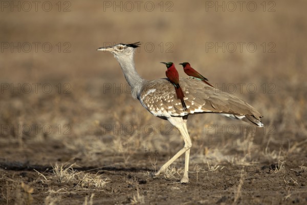 Arabian Bustard (Ardeotis arabs) with Northern Carmine Bee-eater (Merops nubicus) on its back,