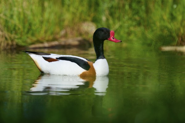 Swimming duck with red bill in natural environment, shelduck (Tadorna tadorna), spring, France