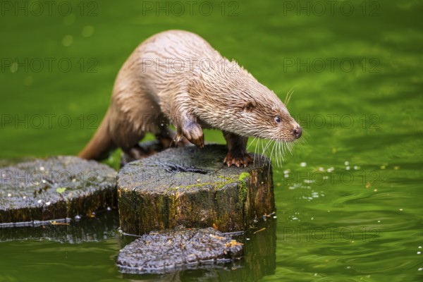 Eurasian otter (Lutra lutra) on an old tree trunk in the water, Bavaria, Germany