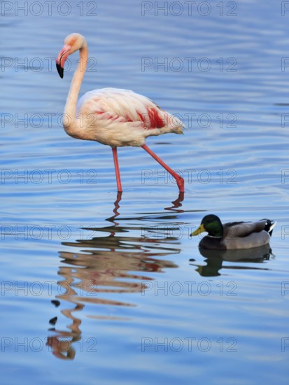 Pink flamingo (Phoenicopterus roseus), striding in the pond, Pont de Gau Bird Park,