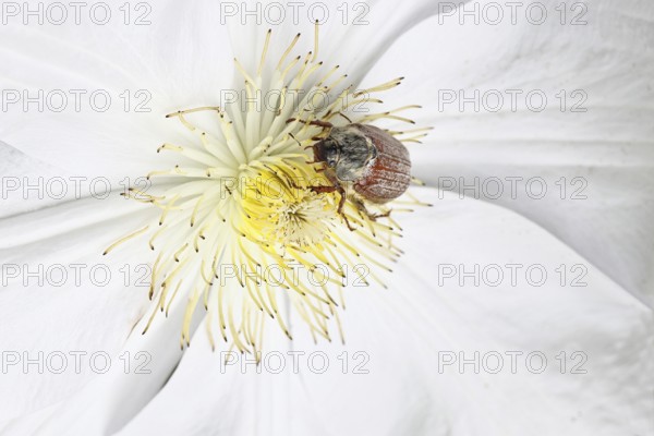 Cockchafer, field cockchafer (Melolontha melolontha), female on a clematis flower, Wilnsdorf, North