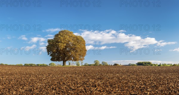 Ploughed field with solitary horse chestnut under a blue sky with white clouds in autumn, Bad