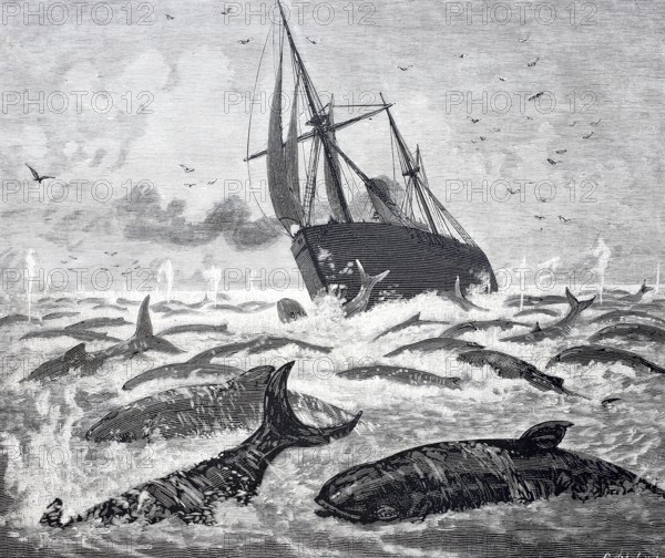 The steamship Newport encounters a large group of whales on the Delaware promontory, 1888, America,