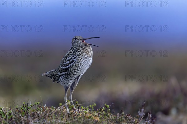 Great snipe (Gallinago media) male calling during courtship display at lek at dusk on tundra