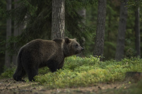 European brown bear (Ursus arctos) walks through a forest in search of food, seems to absorb