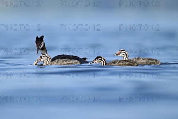 Great Crested Grebe (Podiceps Scalloped ribbonfish), feeding a chick with fish, swimming in the