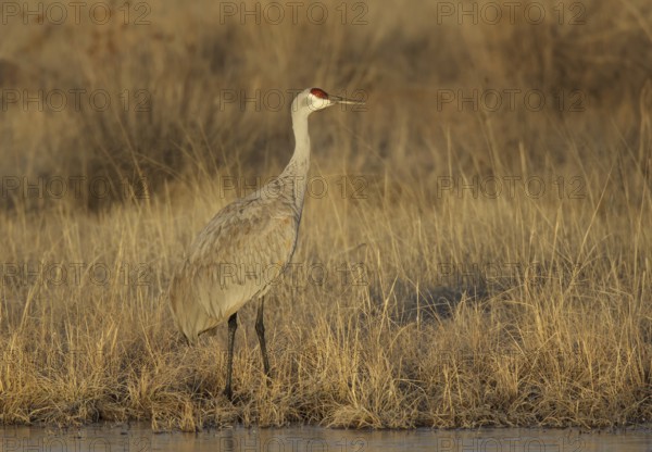Sandhill Crane (Antigone canadensis), New Mexico, USA