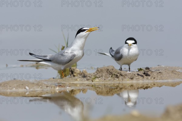 Little Tern (Sternula albifrons), Turkey