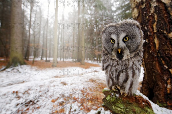 Magic bird Great Gray Owl, Strix nebulosa, hidden behind tree trunk with spruce tree forest in