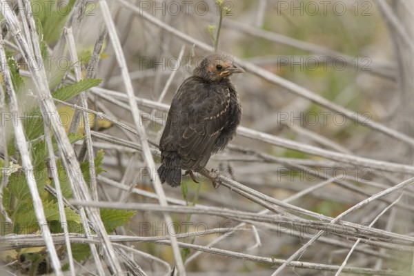 Tricolored Blackbird (Agelaius tricolor) juvenile, Hawaii, USA