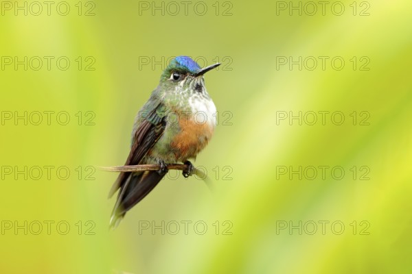 Humminbird frm Colombia in the bloom flower, Colombia, wildlife from tropic jungle. Wildlife scene