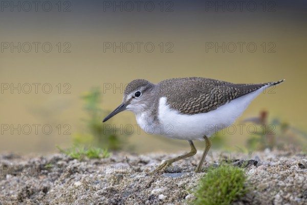Common Sandpiper (Actitis hypoleucos), North Rhine-Westphalia, Germany