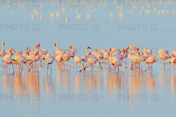 Lesser Flamingo, Phoeniconaias minor, flock of pink bird in the blue water. Wildlife scene from