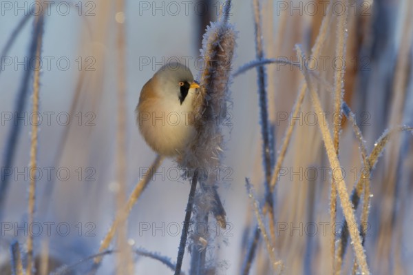 Bearded Reedling (Panurus biarmicus) male feeding on cattail seed, Thuringia, Germany