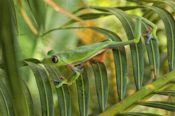 Blue-sided tree or yellow-eyed leaf frog (Agalychnis annae), highly endangered species endemic to