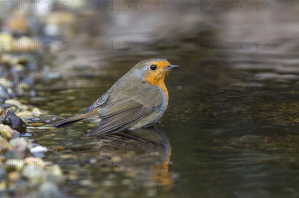 European Robin (Erithacus rubecula) bathing in a garden pond, Mecklenburg-Western Pomerania,