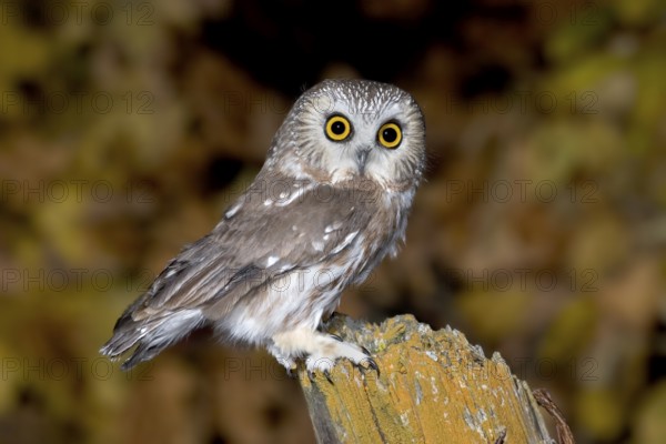 Northern Saw-whet Owl Aegolius acadicus Duluth, Minnesota, United States 19 October Adult Strigidae