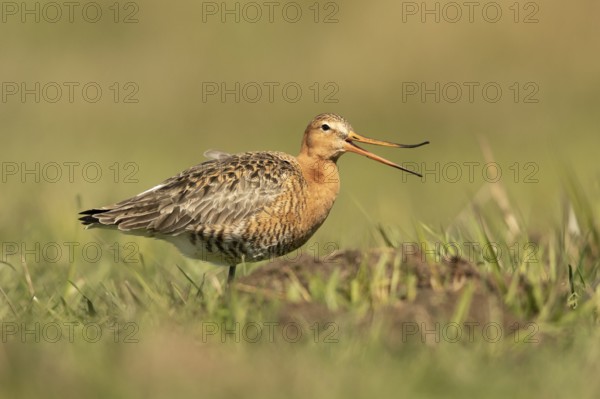 Black-tailed Godwit (Limosa limosa), Lower Saxony, Germany