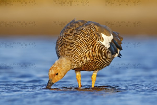 Goose in the water, Chloephaga hybrida, Kelp goose, is a member of the duck, goose. It can be found