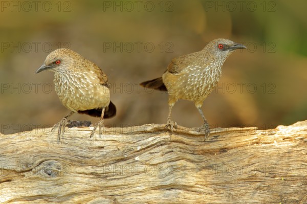 Arrow-marked Babbler, Turdoides jardineii, detail of exotic grey African bird with red eye in the