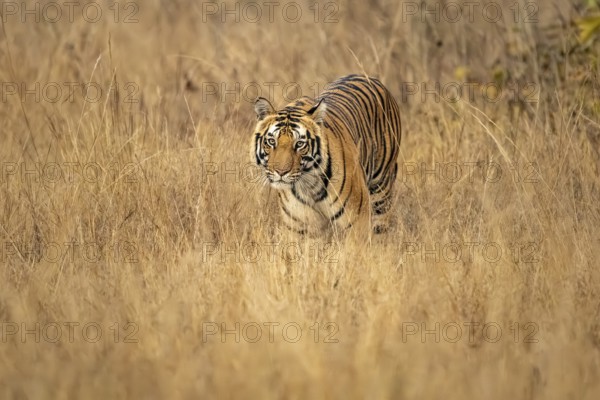 Royal Bengal tiger (Panthera tigris tigris), in tall grass, Bandhavgarh National Park, Bahannara,
