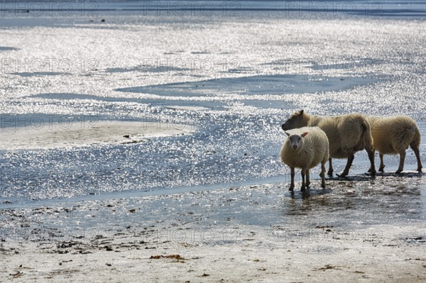 Free-range Icelandic sheep (Ovis), sheep on Rauðisandur beach, Raudisandur, near Patreksfjördur,