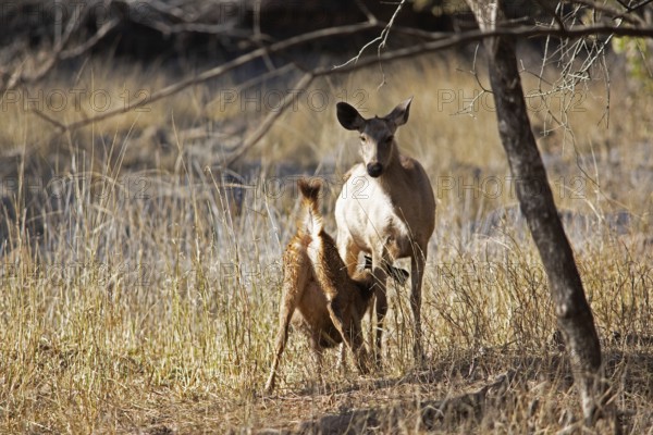 Sambar or sambar deer or horse deer (Cervus unicolor or Rusa unicolor) suckling offspring in the