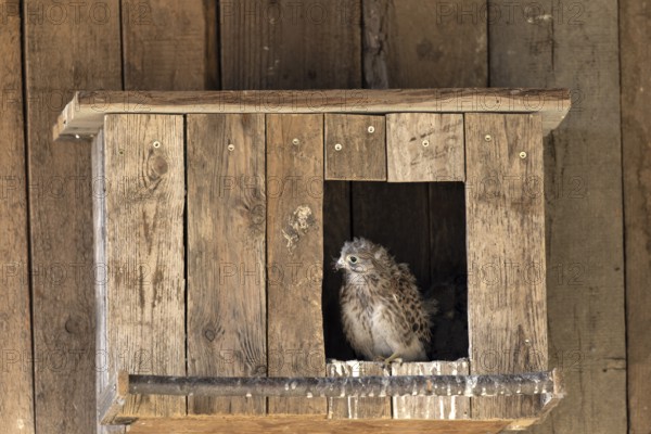 Kestrel (Falco tinnunculus) young bird looking curiously out of the incubator, village in