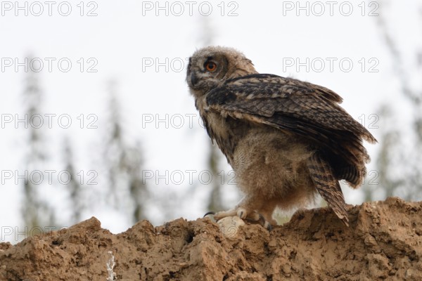 Fledged... European Eagle Owl (Bubo bubo), young bird in the late evening at the edge of a sand
