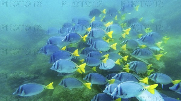 Shoal of yellowtail surgeonfish (Prionurus punctatus), underwater, Galapagos, Ecuador