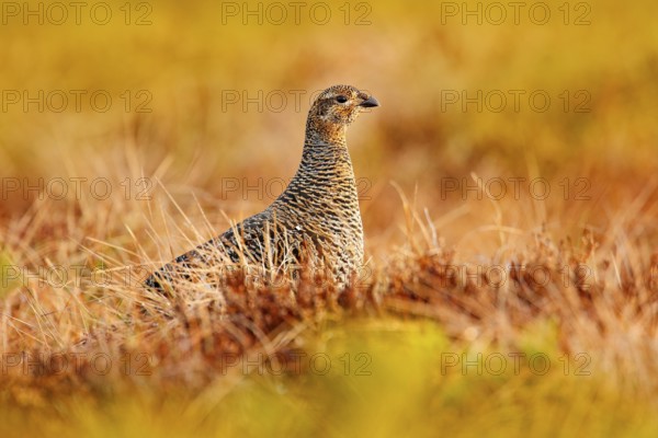 Female of Black grouse on the bog meadow. Tetrao tetrix, in marshland, Sweden. Spring mating season