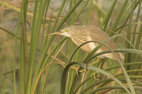 Squacco Heron (Ardeola ralloides), Gambia