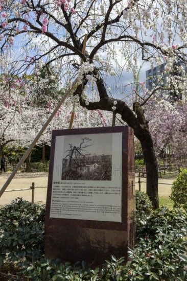Shukkei-en with memorial stone to the atomic bombing and blossoming cherry tree in spring, Sakura,