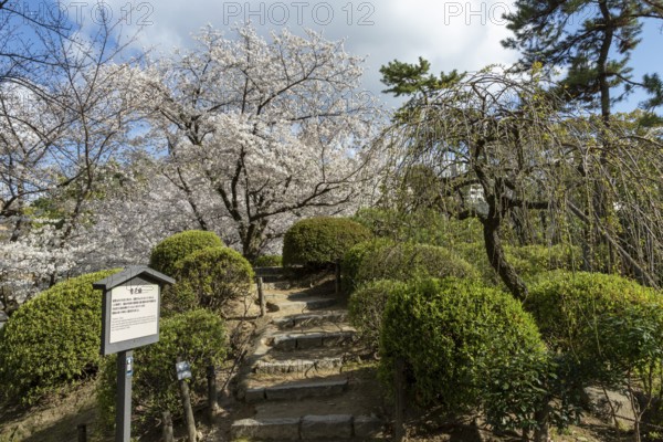 Shukkei-en with blossoming cherry trees, sakura, and green plants in spring, historical Japanese