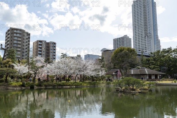 Shukkei-en with blossoming cherry trees, sakura, and Takuei-chi pond in spring, historic Japanese