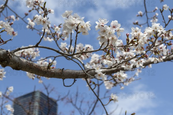 Tourist attraction, sight, close-up, branch with blossoms in front of blue sky, blossoming cherry