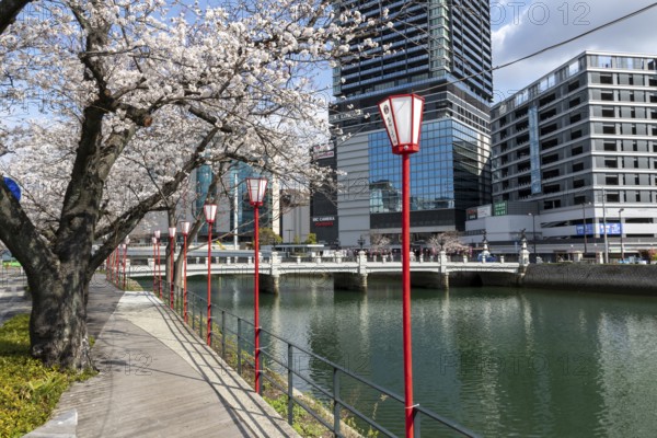Tourist attraction, landmark, lanterns and blossoming cherry trees on the promenade, Sakura, modern