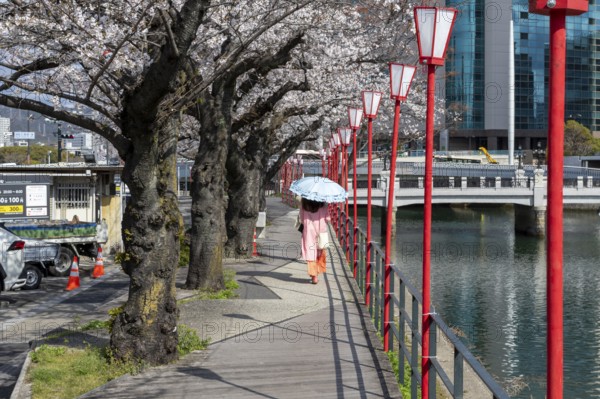 Tourist attraction, sight, lanterns and blossoming cherry trees, Sakura on the promenade along the