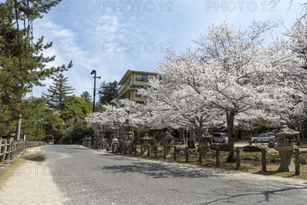 Toro, Japanese stone lanterns and blossoming church trees, Sakura, sight, tourist attraction,