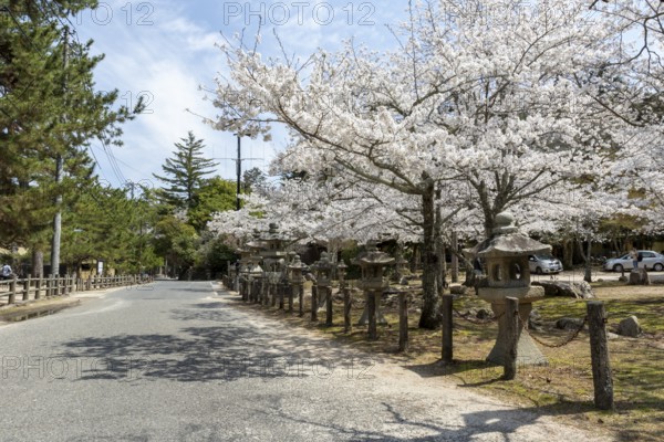 Toro, Japanese stone lanterns and blossoming church trees, Sakura, sight, tourist attraction,