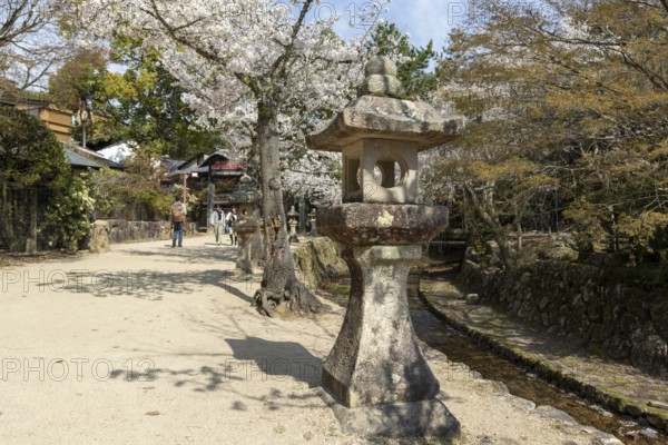 Toro, Japanese stone lanterns and blossoming church trees, Sakura, sight, tourist attraction,