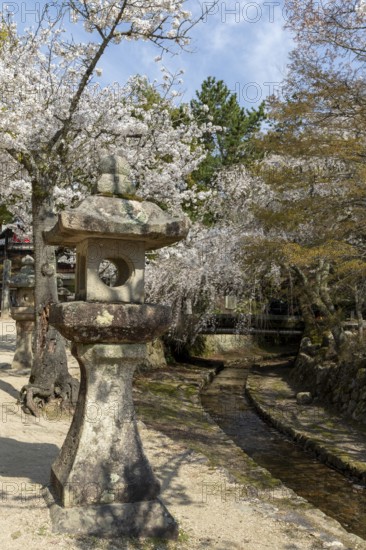 Toro, Japanese stone lanterns and blossoming church trees, Sakura, sight, tourist attraction,
