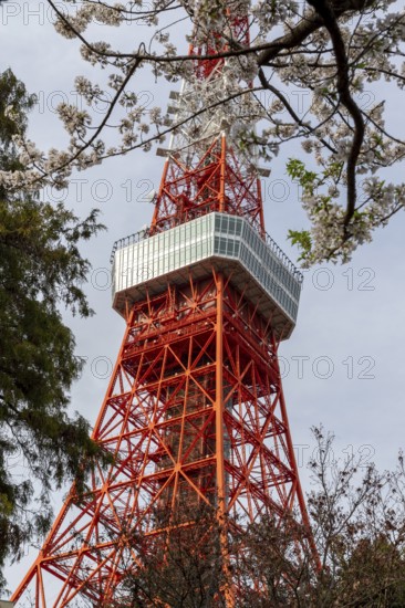 Sightseeing, tourist attraction, Tokyo Tower and first cherry blossoms on a tree, Sakura in Shiba