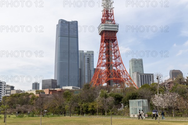 Sightseeing, tourist attraction, Tokyo Tower and first cherry blossoms on a tree, Sakura in Shiba