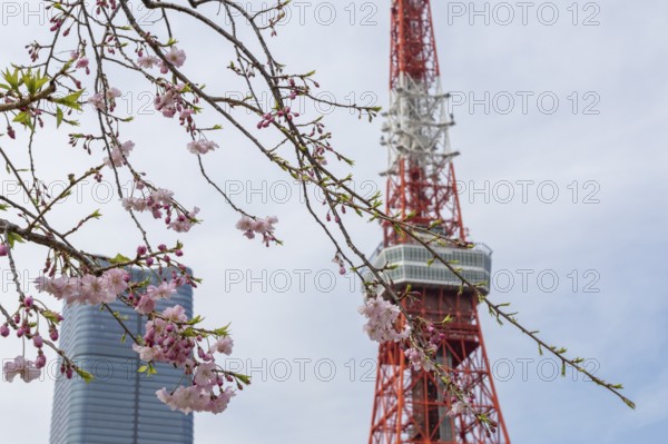Sightseeing, tourist attraction, Tokyo Tower and first cherry blossoms on a tree, Sakura in Shiba