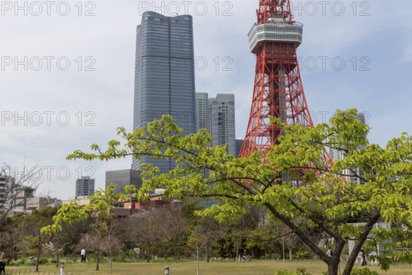 Landmark, tourist attraction, tree with green leaves in spring and Tokyo Tower, Shiba Park,