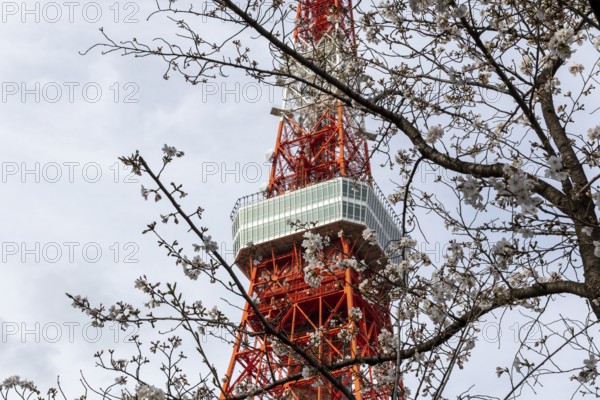 Sightseeing, tourist attraction, Tokyo Tower and first cherry blossoms on a tree, Sakura in Shiba