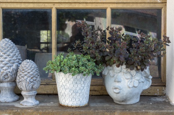 Sedum, thick-leaved plants (Crassulaceae), German trivial names are wall pepper and stonecrop in